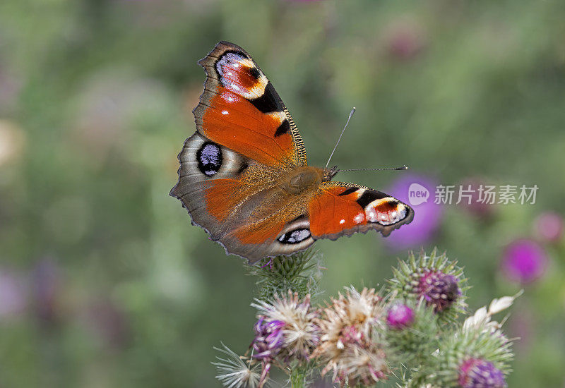 孔雀蝴蝶(Aglais io)